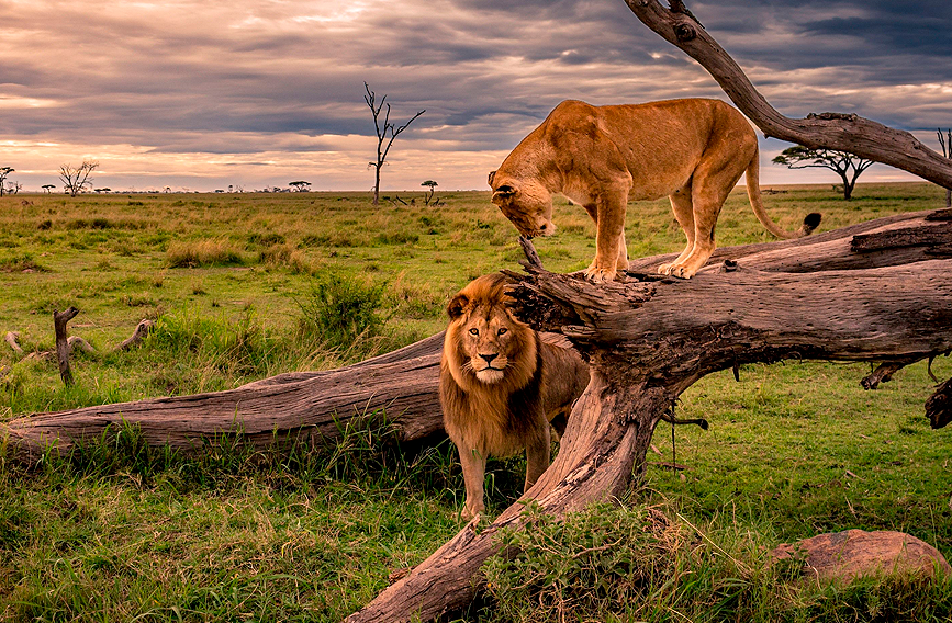 Safari en el Serengeti
